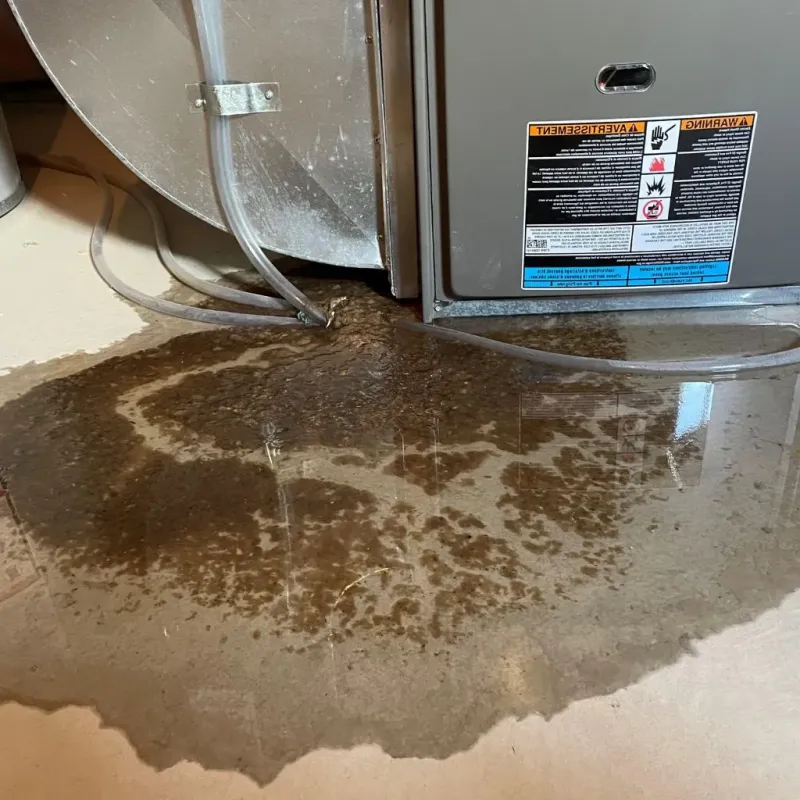 Pipe Burst and Leak Restoration in Stone County, AR